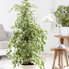 100cm Ficus Benjamina Twilight Weeping Fig Office Tree Indoor Plant XL 21cm Pot