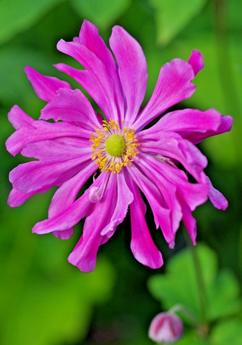Anemone prince heinrich - prince,