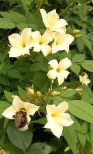 Jasmine officinale Clotted