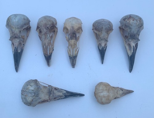 Taxidermy skulls 7 - taxidermy,