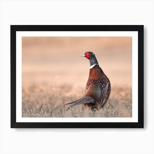 Pheasant field art print - field,
