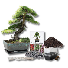 Bonsai Seeds | Grow Your Own Bonsai Tree Kit | Gardening Gifts for Men | Women