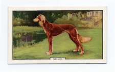 SALUKI  1938 DOGS 2ND SERIES  DOG CIGARETTE CARD #9
