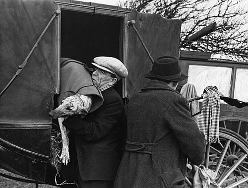 The waterloo cup coursing - the,