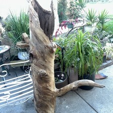 Rare Oak Tree Trunk Hollow