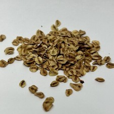 100 x Dawn Redwood tree seeds