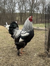 Dark brahma hatching eggs - 12,