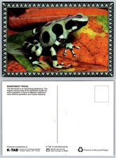 Continental Rainforest Frogs