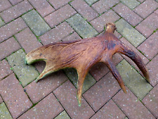 Moose Antler Home Cottage Loft Any Craft Collector Weight Over 2kg A-3