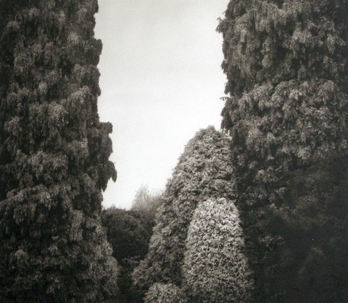 Beth dow the - beth, pinetum