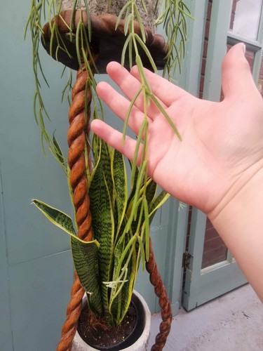Hoya linearis wax plant - hoya, plant'