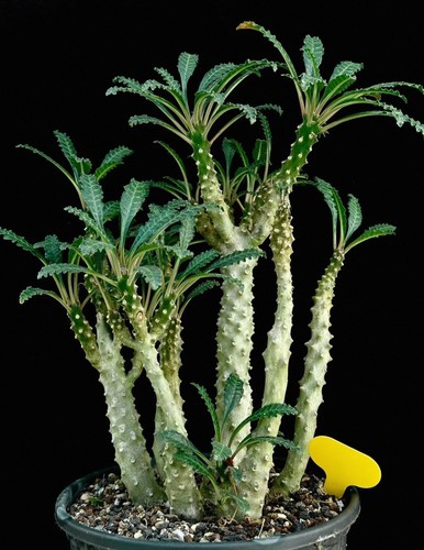 Plant dorstenia lavrani - plant,