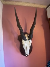 Eland Skull Horns Taxidermy