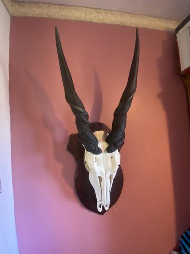Eland skull horns taxidermy - eland,