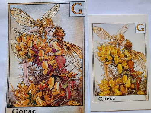 Gorse alphabet flower - g,