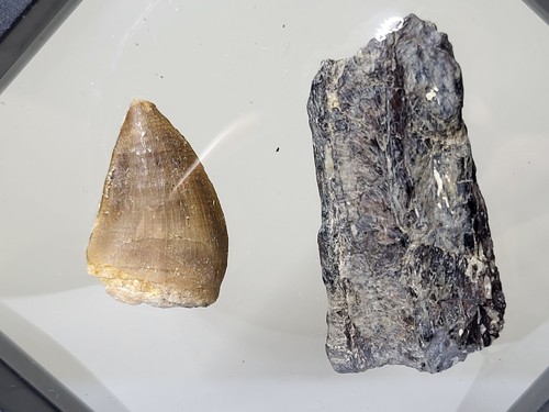 Mosasaur dinosaur fossil duo - fossil,