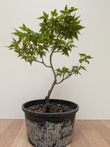 Acer palmatum little - palmatum, (little