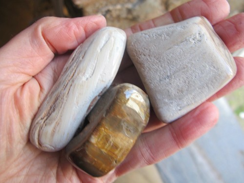 Petrified wood fossil - petrified,