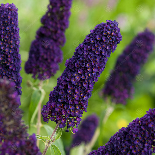 Buddleia davidii black knight - davidii,