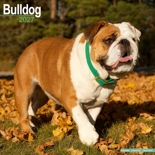 Bulldog 2027 calendar dog - 2027,
