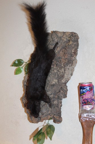 Taxidermy squirrel chipmunk - taxidermy,
