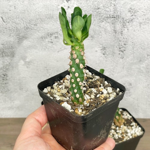 Rare euphorbia royleana bois - euphorbia,