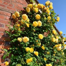 Climbing Rose Shrub Bushes