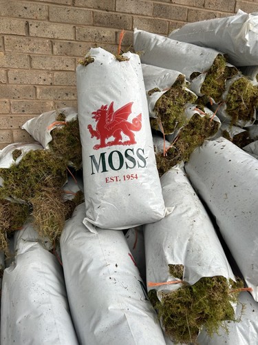 Fresh welsh sphagnum moss - fresh,