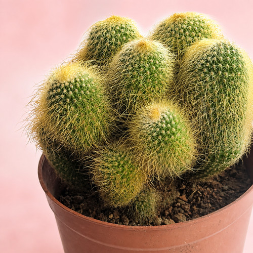 Large multi head parodia - multi,