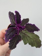 Gynura Purple Passion Velvet