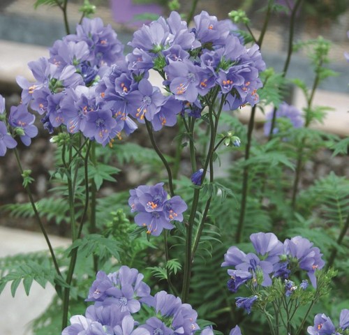 Polemonium blue pearl - polemonium, pearl'