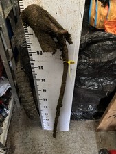 Blackthorn SHANK WALKING STICK