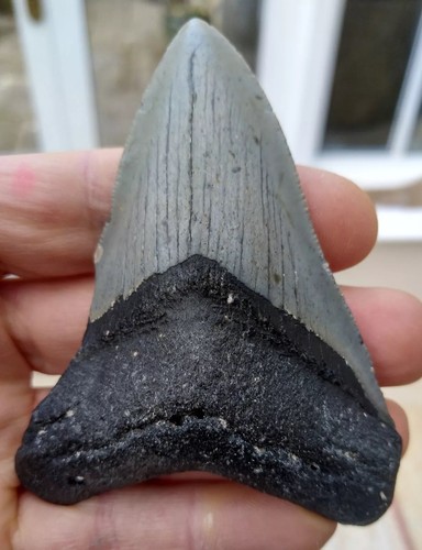 Megalodon tooth 79 inches - 3.79,