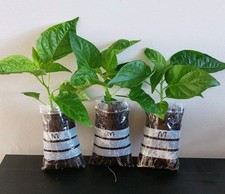 3x Bangladeshi Kala Naga