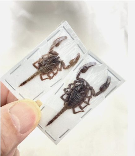 Real scorpions x20 baby - real,