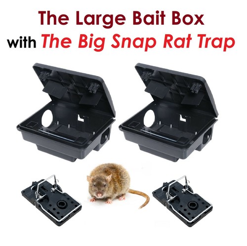 Rat mice mouse rodent - mice,