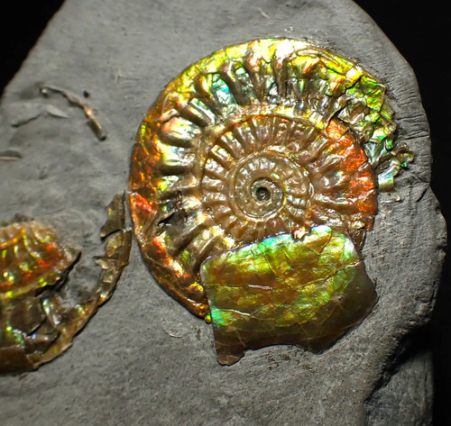 Juvenile iridescent caloceras - juvenile,