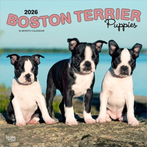 Boston terrier puppies 2026 - boston,