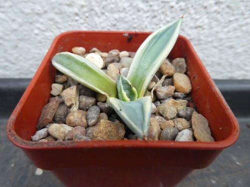 Agave patoni hikisusyote - agave,