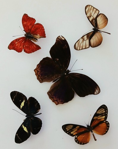 Butterfly collection set - ,