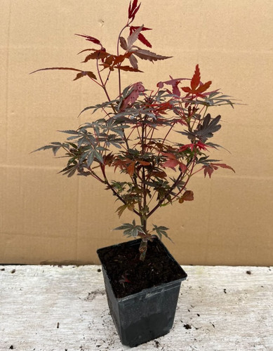 Acer palmatum pixie japanese - palmatum,