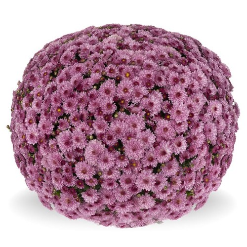 Perfect plants chrysanthemum - perfect,