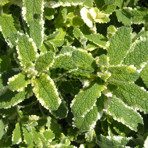 Mint pineapple plant - -, 1
