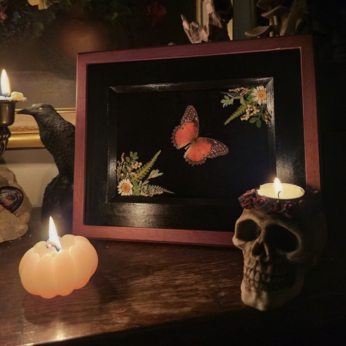 Mounted butterfly taxidermy - mounted,