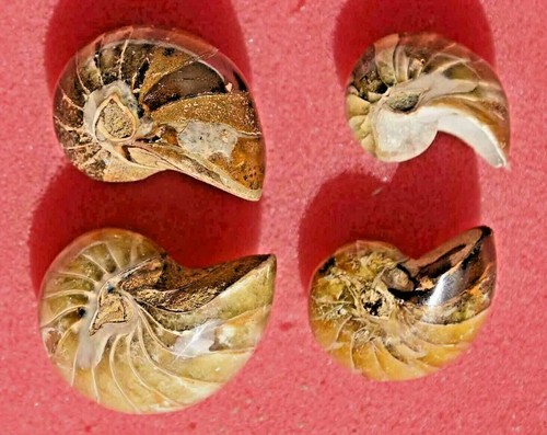 Four nautilus ammonites - four,
