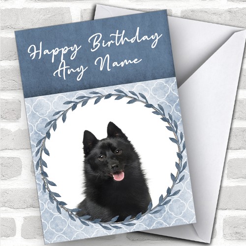 Schipperke dog blue - blue, animal