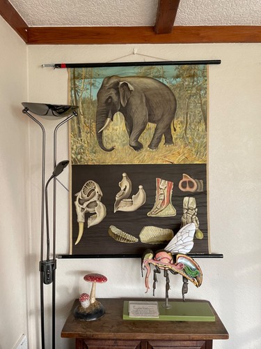 Vintage elephant school chart - school,