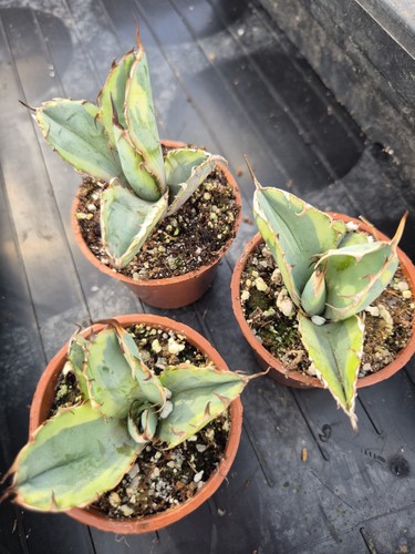 Agave titanota black - titanota, blue