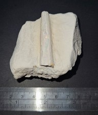 Australian Opal Fossil -