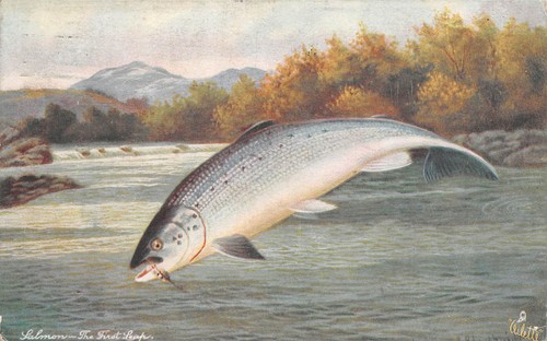 Postcard british fish - postcard,